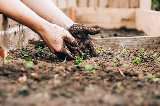 What to Know Before Preparing Soil for a New Garden